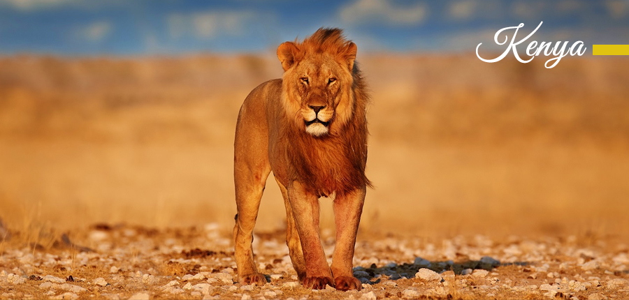 Kenya Great Migration Safari